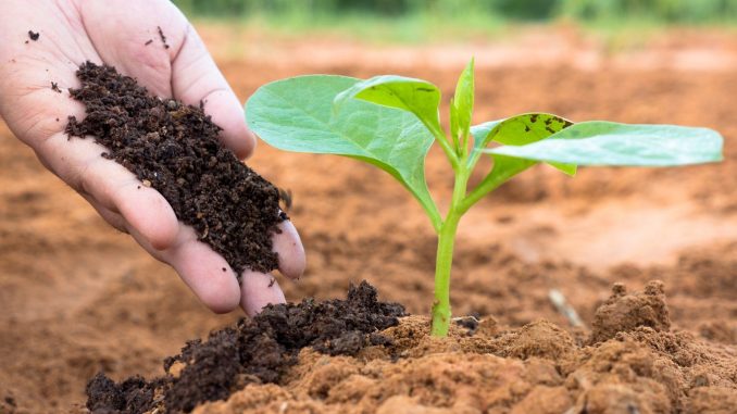 What is Humus Soil