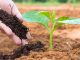 What is Humus Soil