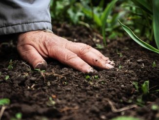 advantages of organic fertilizer