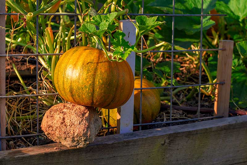 How to grow pumpkins vertically