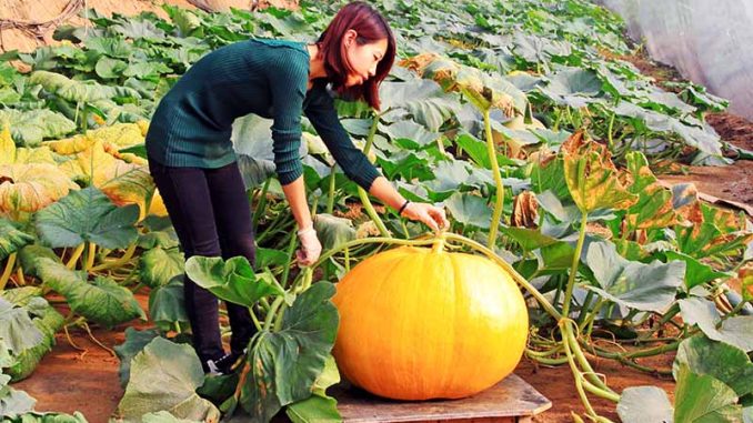 growing pumpkins in small spaces