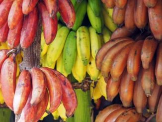 types of banana and its benefits