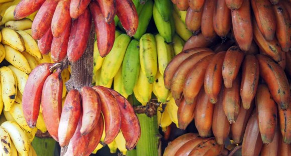 types of banana and its benefits