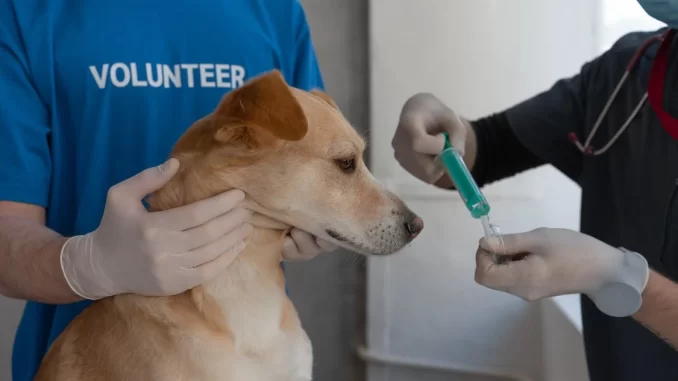 Puppy vaccination
