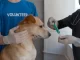 Puppy vaccination