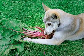 Can Dogs Have Beets