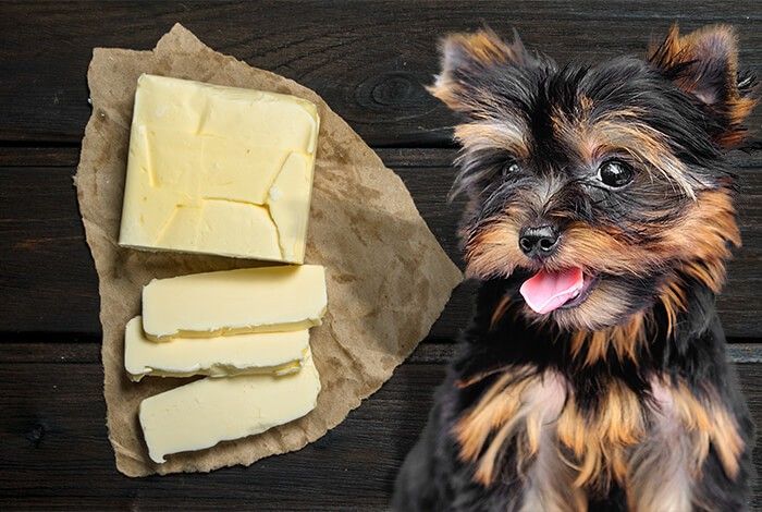 Can Dogs Have Butter